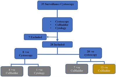 Comparing CxBladder to Urine Cytology as Adjunct to Cystoscopy in Surveillance of Non-muscle Invasive Bladder Cancer—A Pilot Study